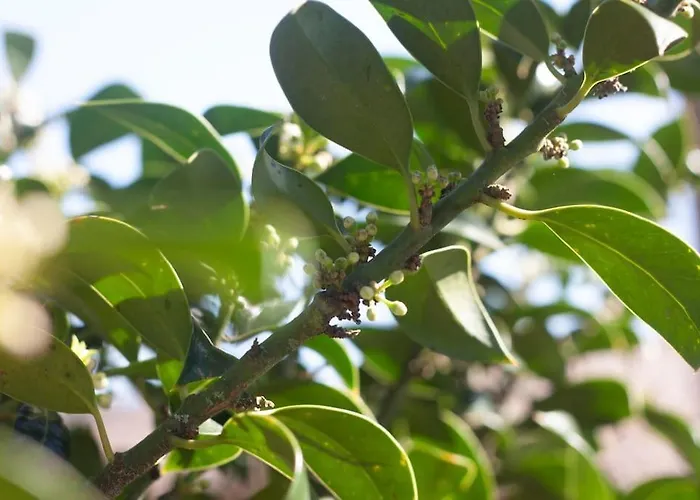 Casa Do Palheiro, Bade, Cerdal.别墅照片
